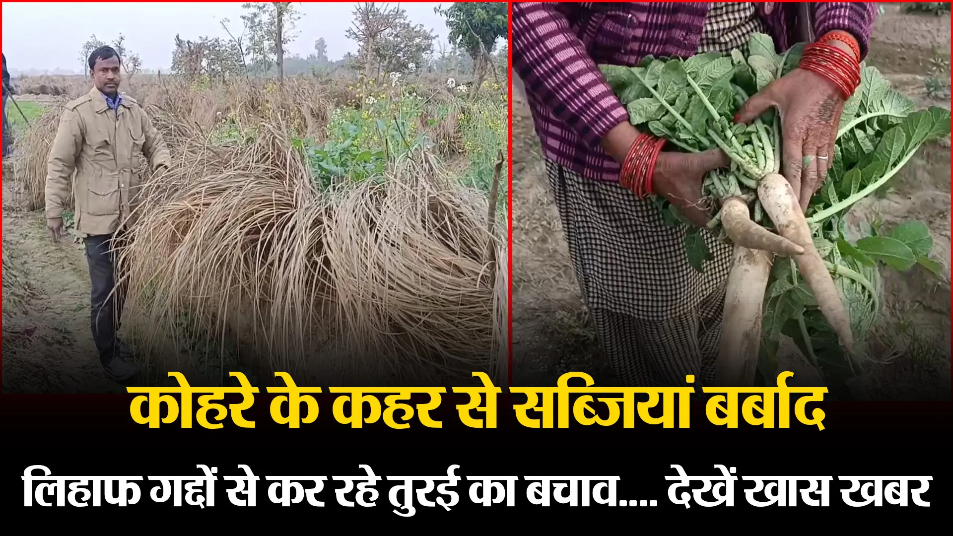 मुरादाबाद: कोहरे के कहर से सब्जियां बर्बाद, पराल से कर रहे तुरई का बचाव... देखें खास खबर