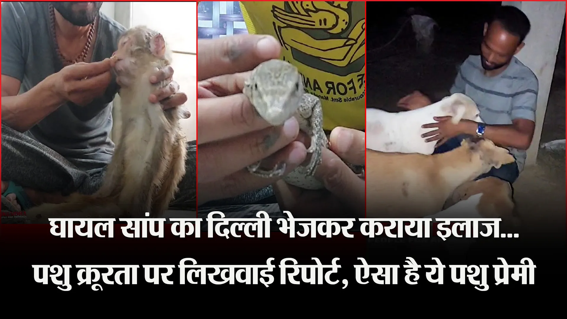 बदायूं: घायल सांप का दिल्ली भेजकर कराया इलाज...पशु क्रूरता पर लिखवाई रिपोर्ट, ऐसा है ये पशु प्रेमी