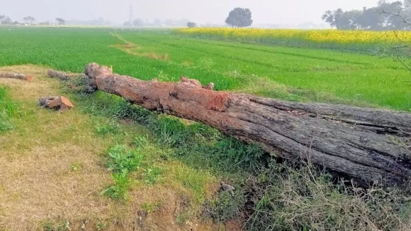 Kanpur News: बिना अनुमति पेड़ कटवा रहे पीआरवी के दो सिपाही निलंबित, जानें- पूरा मामला