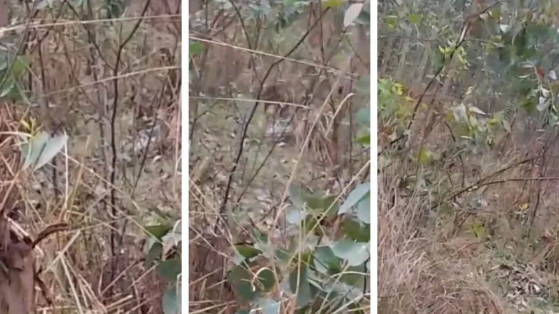 Unnao के कुशाल खेड़ा के जंगलों में दिखा बड़ा जानवर... दहशत, ग्रामीणों में तेंदुआ होने की चर्चा, देखें- VIDEO