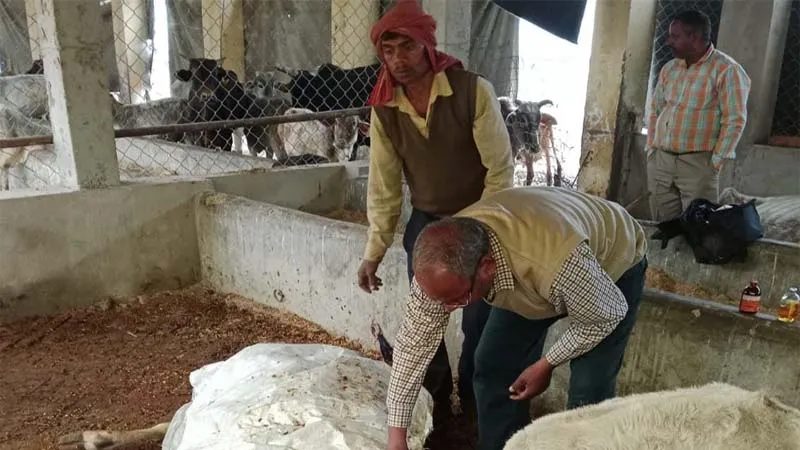 कौशांबी: संवेदनहीनता की हद!, गोशाला में तीन गोवंशों की ठंड से तड़पकर हो गई मौत, अधिकारियों को नहीं लगी भनक, हड़कंप