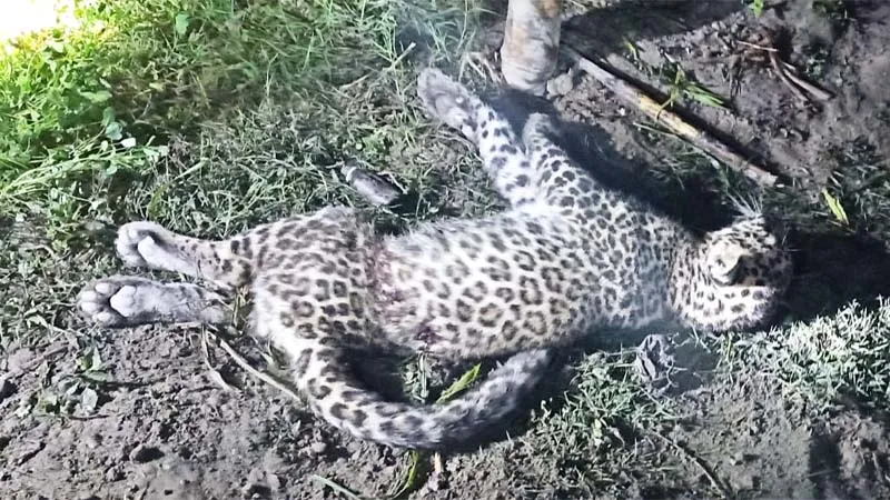 ...तो इलाज के अभाव में हुई थी एनीमिक प्रभावित शावक की मौत, जानिये किस प्राणी उद्यान ने इलाज से कर दिया था मना?