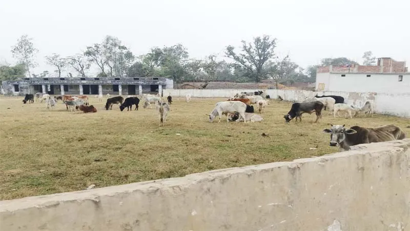 बहराइच: ग्रामीणों ने निराश्रित गौवंशों को विद्यालय में बंद कर जड़ दिया ताला, बिना चारा-पानी भूख प्यास से तड़प रहे गोवंश!