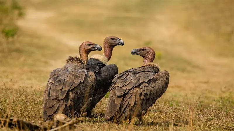 प्रवासी पक्षियों का पसंदीदा जिला बना बाराबंकी, धीरे-धीरे बढ़ रही विलुप्तप्राय गिद्धों की जनसंख्या, पक्षीप्रेमी खुश