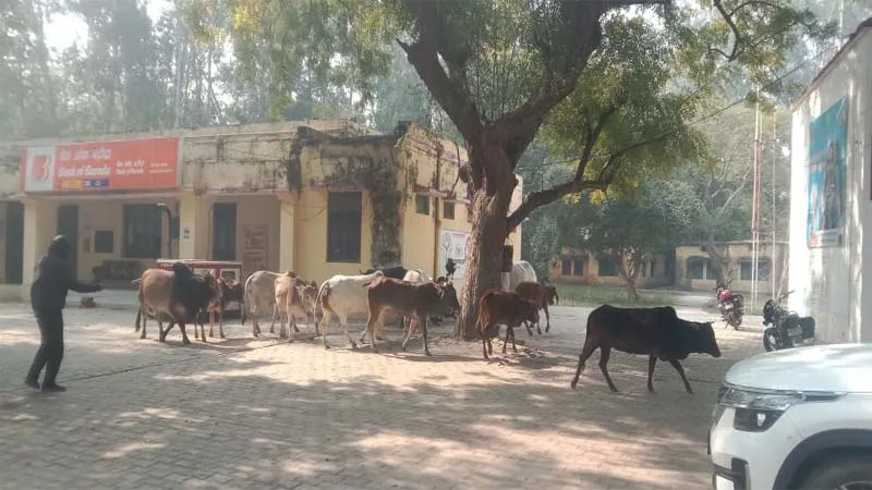 अमेठी: छुट्टा गोवंश ने ग्रामीण परेशान, 60 से अधिक अन्ना जानवरों को ब्लाक परिसर में किया कैद, हड़कंप