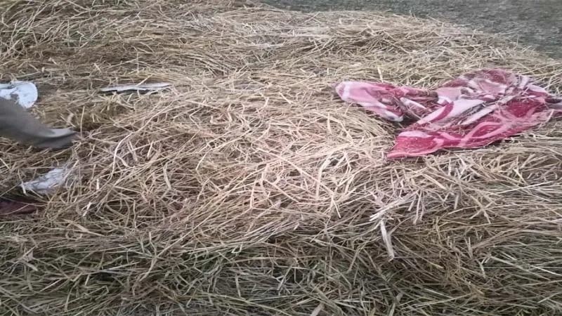 बहराइच: पुआल में दबा मिला अज्ञात वृद्ध, हड़कंप