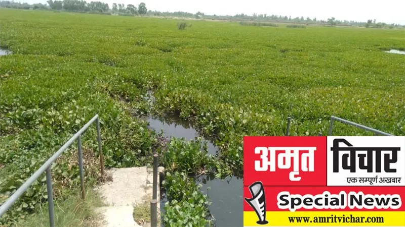 रायबरेली: जलकुंभी और प्रदूषण ने सैलानी पक्षियों को सरसपुर पक्षी विहार से किया दूर, यहां सिर्फ है अव्यवस्थाओं का बोलबाला! 
