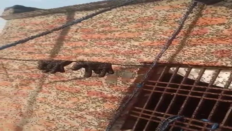 उफ्फ! इतनी मक्खियां... सरखेलपुर में मक्खियों का आतंक, लोग परेशान, बोले- कहीं हो ना जाए संक्रामक बीमारी, video 