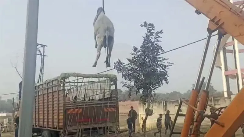 उफ्फ, इतनी क्रूरता!, पशुओं को पकड़ने में जानवर बने अधिकारी!, हाइड्रा और जेसीबी से टांगकर छुट्टा गोवंश को पकड़ा, video