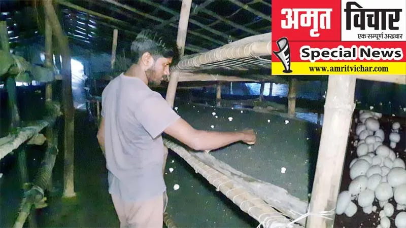 special news: रायबरेली में देशी पॉलीहाउस का कमाल, रिंकू के मशरूम दे रहे स्वाद और दाम  