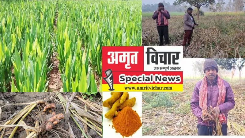 बहराइच: धूप हो या छांव कम लागत में हल्दी की खेती से कमाएं ज्यादा मुनाफा, कम खर्च में ऐसे उगाएं यह नकदी फसल  