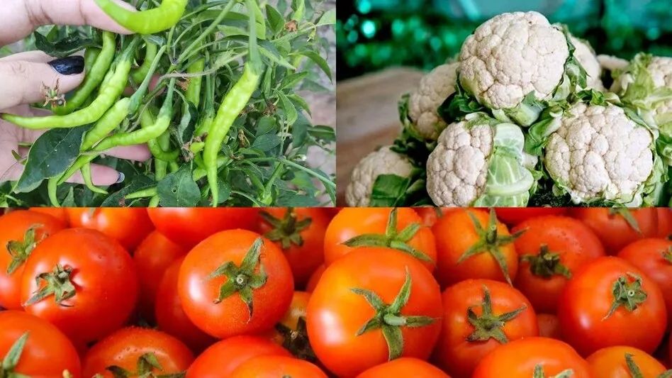 बरेली: शीतलहर से खेती-किसानी की बिगड़ रही सेहत, गेहूं, सरसों समेत कुछ फसलों को लाभ तो टमाटर, गोभी को नुकसान होने की आशंका