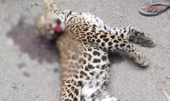 पीलीभीत: तेंदुए का शव मिलने से हड़कंप, कई दिन से जारकलिया के आसपास थी चहल कदमी..जानिए मामला