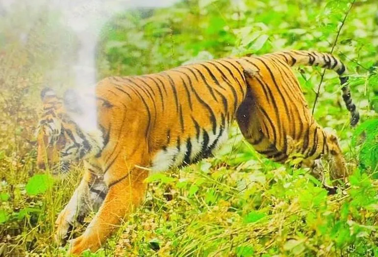 पीलीभीत: बाघिन के पेट में लिपटा लोहे का तार... वन महकमा अलर्ट, आठ ट्रैप कैमरे लगाकर शुरू की गई निगरानी