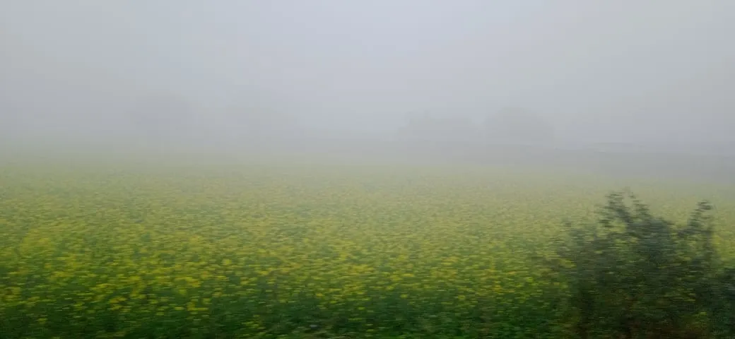 कासगंज: अभिशाप बन रहा है आसमान से गिरता पाला, आलू, सरसों सहित कई फसलों को हो रहा नुकसान 