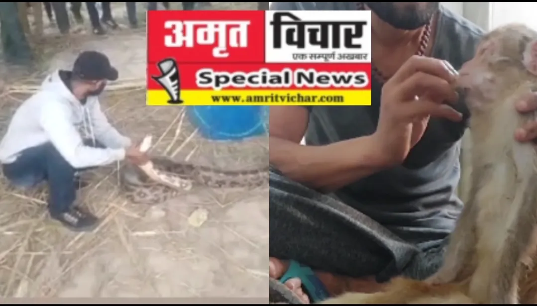 बदायूं: पशु क्रूरता पर लिखवाई रिपोर्ट, घायल सांप का दिल्ली भेजकर कराया इलाज...ऐसा है यह पशु प्रेमी