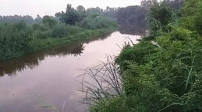 कासगंज: कैना और टाइफा पानी को करेंगे शुद्ध, संतुलित होगी ऑक्सीजन की मात्रा, काली नदी में लगाये जाएंगे विशेष प्रजाति के यह पौधे