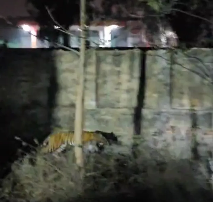 पीलीभीत: बाघिन को भाया रिहायशी इलाका, रेडियो कॉलर से आईं पहचान में, निगरानी की खुली पोल