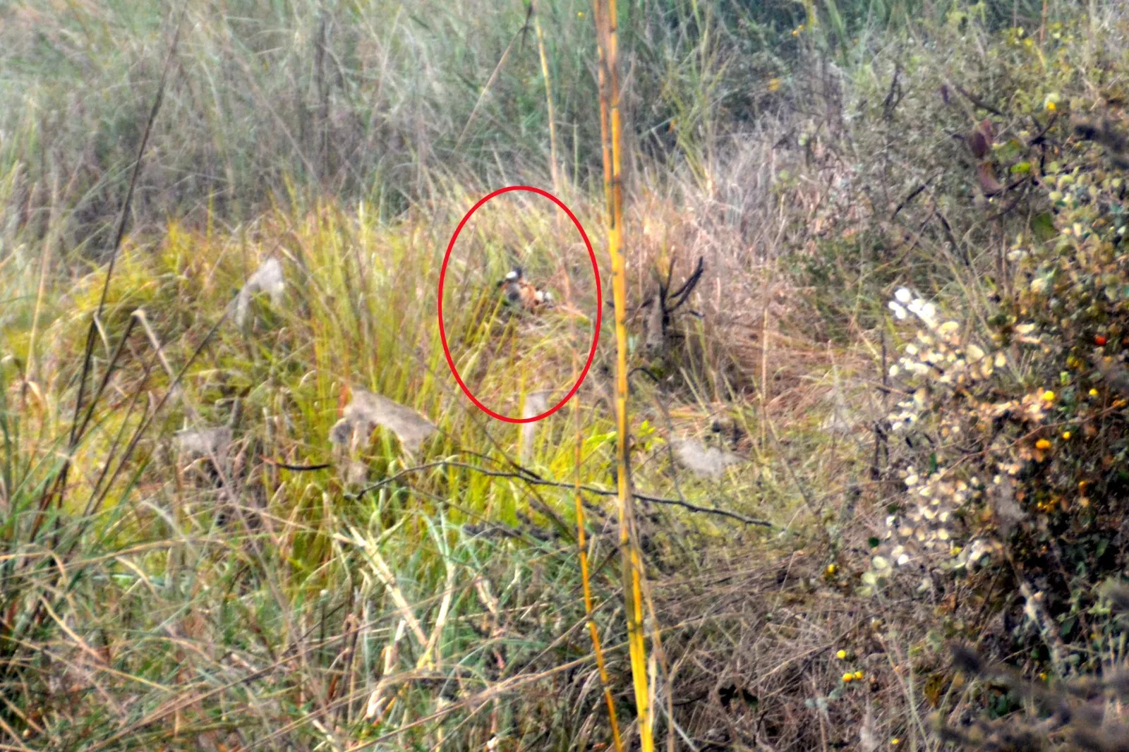 पीलीभीत: पिंजरे से बंधी बकरी को निवाला बनाया, कुत्ते का किया शिकार और 25 कदम दूर बैठ गई बाघिन