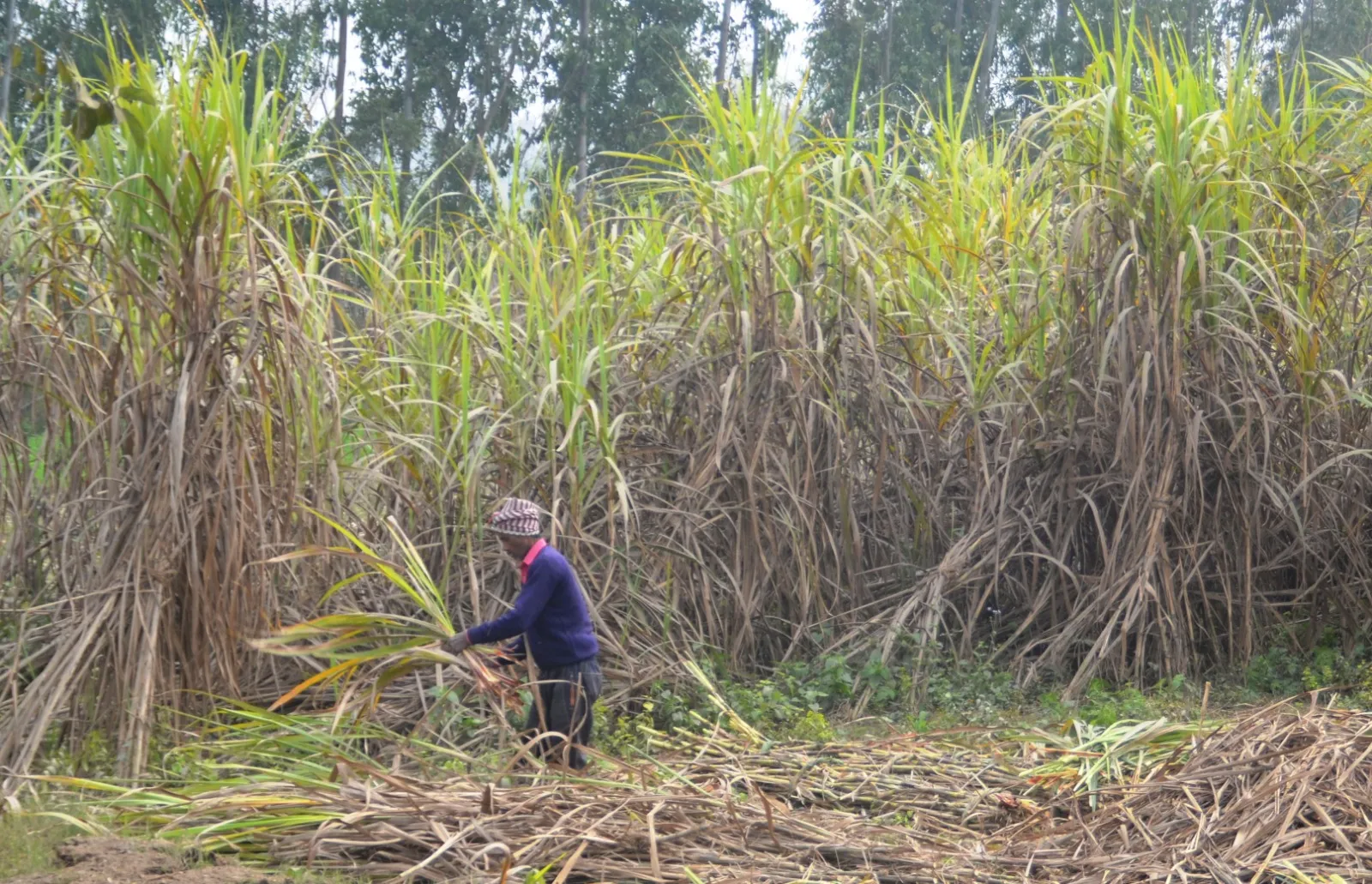 पीलीभीत: 20 रुपए प्रति क्विंटल बढ़ा गन्ना मूल्य, किसान नेता नाखुश, बोले- भद्दा मजाक