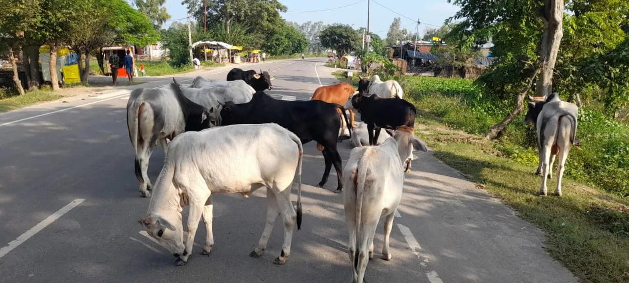 लखीमपुर-खीरी: दो माह चला अभियान... सैकड़ों गोवंश सड़कों पर घूमने को मजबूर, 10 जनवरी तक संरक्षित करने का था दावा 