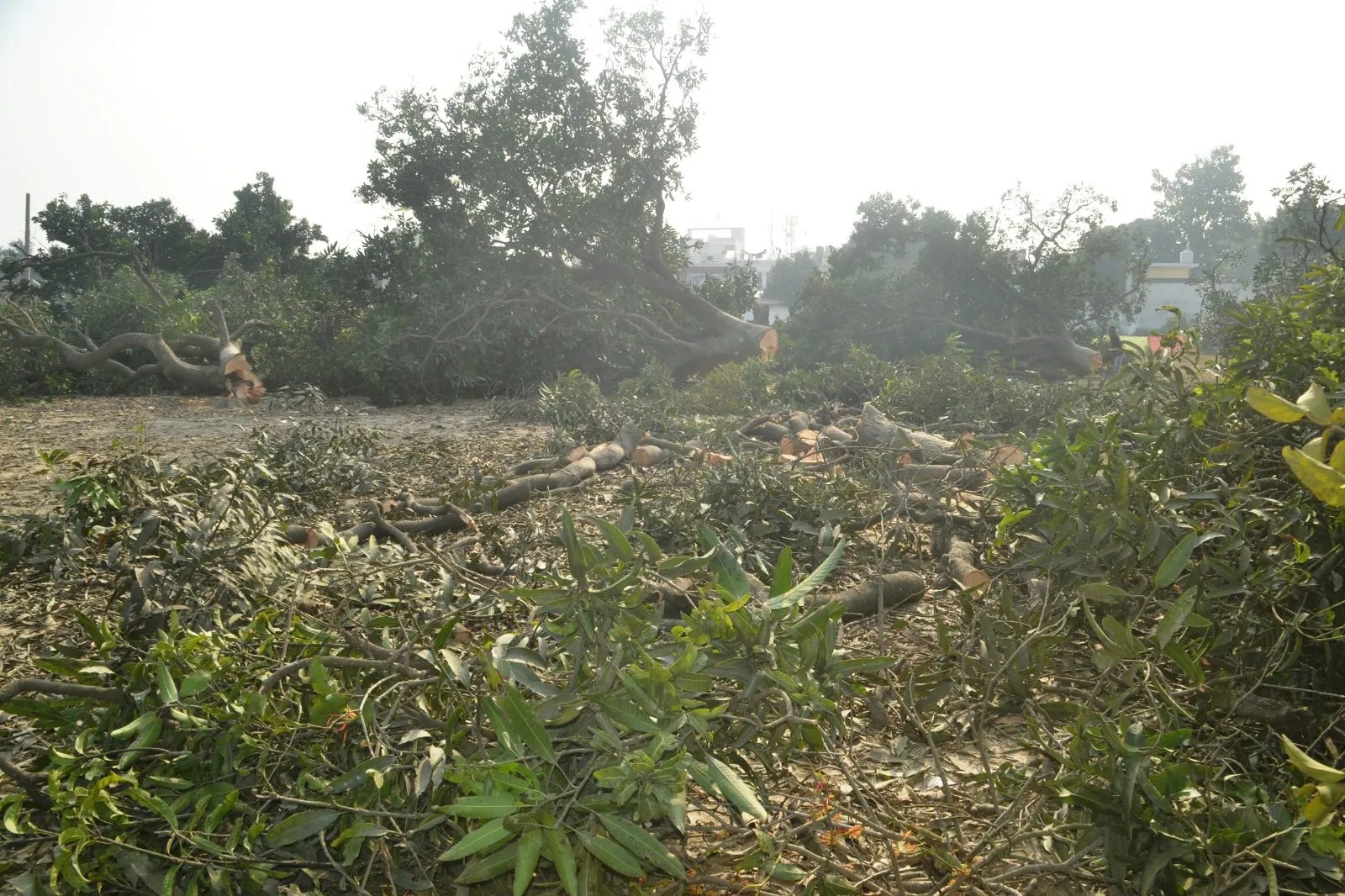 पीलीभीत: बाग कटान मामले में अब लपेटे में आए जिला अल्पसंख्यक कल्याण अधिकारी, होगी कार्रवाई