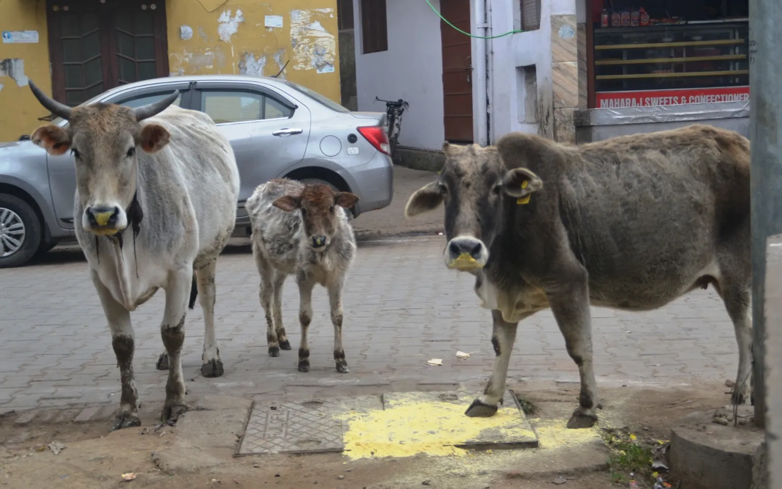 शहर का हाल: सड़क हो या बाजार, हर जगह छुट्टा पशुओं की भरमार, पकड़ने के बजाए भगाने पर अधिक ध्यान दे रहे जिम्मेदार
