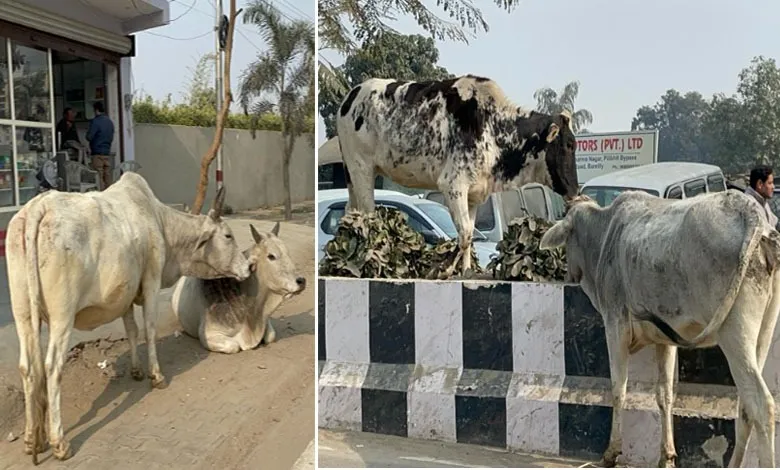 WhatsApp Image 2024-01-30 at 19.04.59 (1)