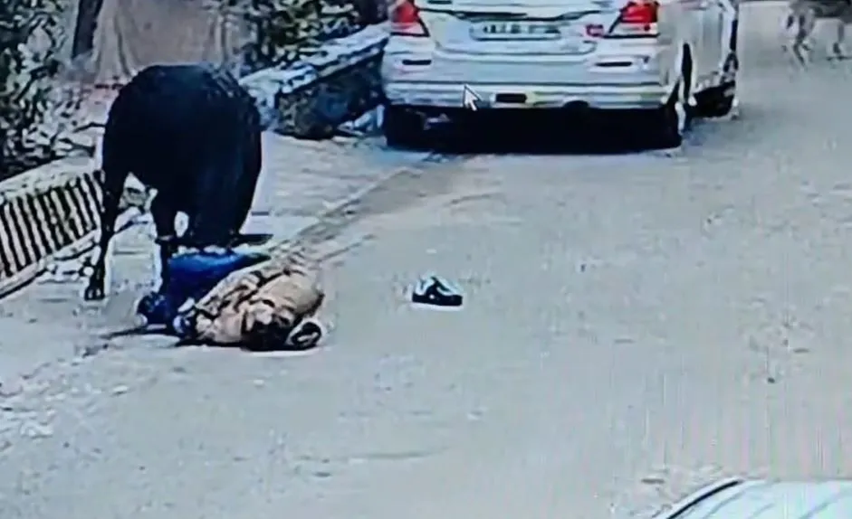 बरेली: संजयनगर में पूरे दिन गुस्साए सांड का उत्पात... एक बुजुर्ग की मौत, 12 लोगों को किया घायल