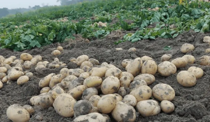 बदायूं: आलू और सरसों को पाला लगने का गहराया संकट