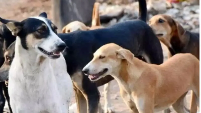 Kanpur News: आवारा कुत्ता बना बाइक पलटने की वजह, सिर पर चोट लगने से महिला की मौत