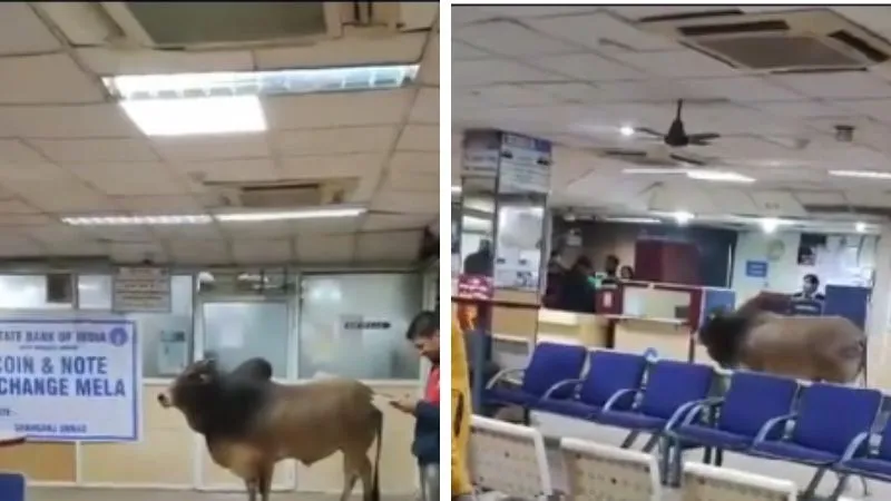 VIDEO: SBI बैंक के अंदर घुसा सांड, लोगों में मची अफरा-तफरी, सपा प्रमुख अखिलेश यादव ने BJP पर कसा तंज...