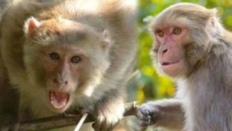Monkey Attack In Unnao: छत पर जाने के दौरान वृद्ध पर बंदरों ने किया हमला...मौत..परिजनों में मचा कोहराम...