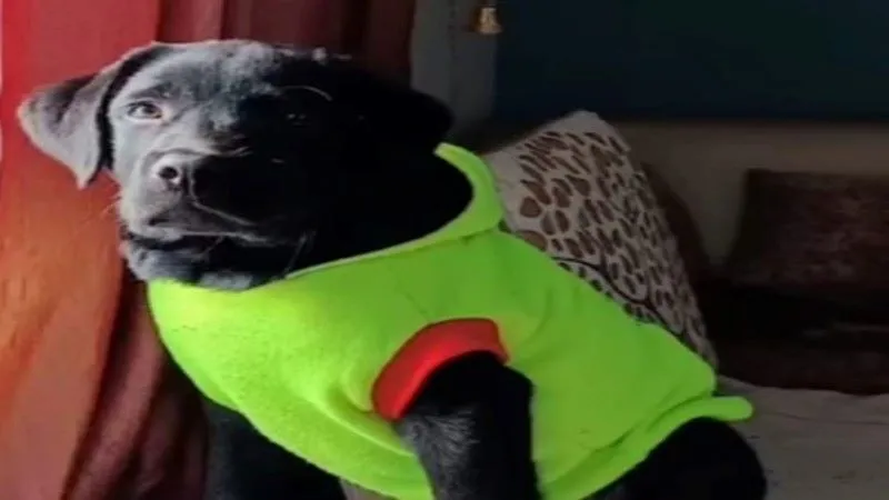 Pet Care : घटता तापमान और सर्दी से पालतू पशुओं में बढ़ रहा निमोनिया का खतरा, ऐसे रखें अपने पेट्स का ख्याल 