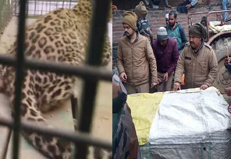 मुरादाबाद : गांव राई भूड़ में दिखा तेंदुआ, ग्रामीणों ने घर में कर दिया बंद...कई घंटे तक मची रही अफरा-तफरी