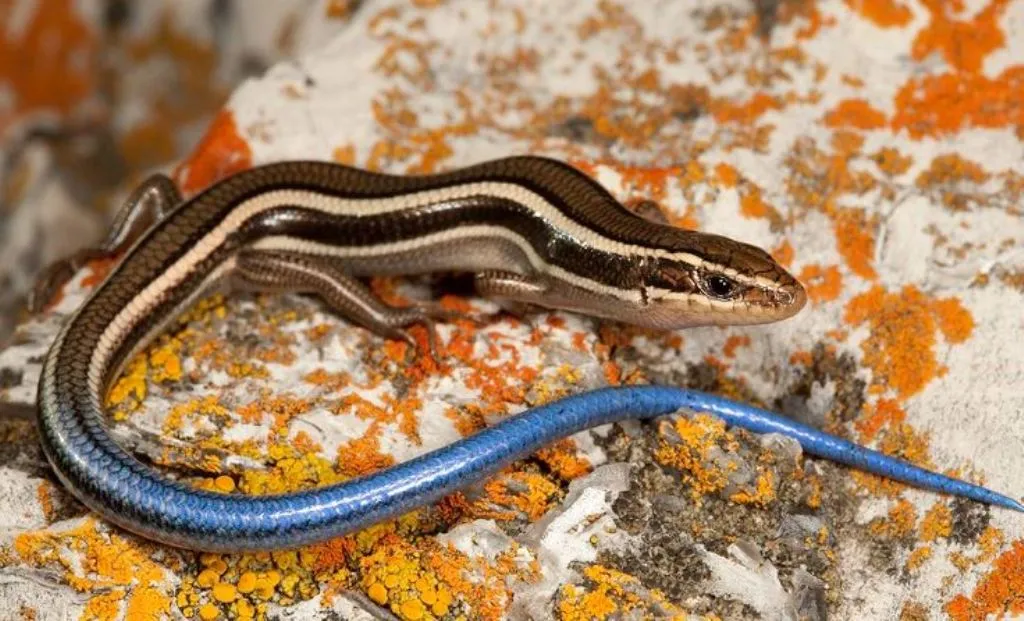 ये जीव बिना नर के भी दे सकता है बच्चों को जन्म! इसे कहा जाता है सांप की ‘मौसी’, क्या आपको पता है इसका नाम? 