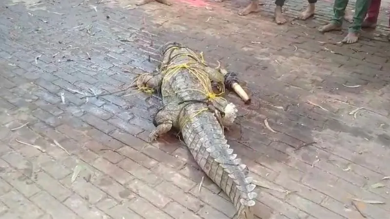 मगरमच्छ 1