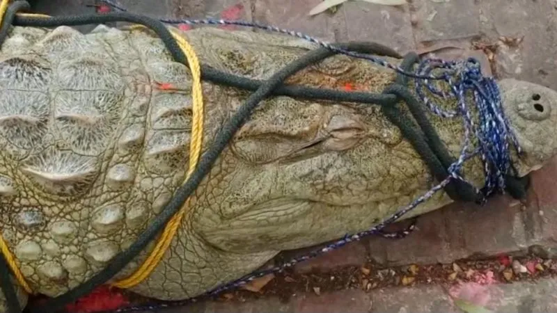 मगरमच्छ 3