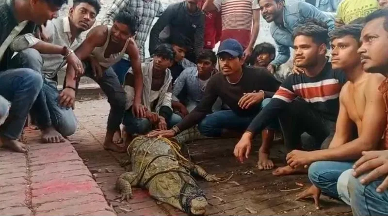 Kanpur: वन विभाग ने नहीं सुनी… क्षेत्रीय लोगों ने मगरमच्छ को पकड़ा, पूजा-अर्चना भी की, बोले- भगवान लक्ष्मी जी की है सवारी
