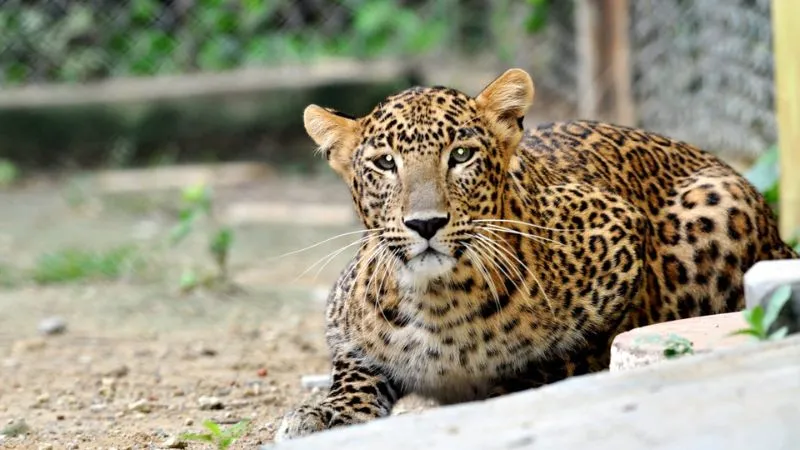 Etawah News: लायन सफारी पार्क में नजर आएंगे लेपर्ड, शेरों का दीदार हुआ मंहगा....