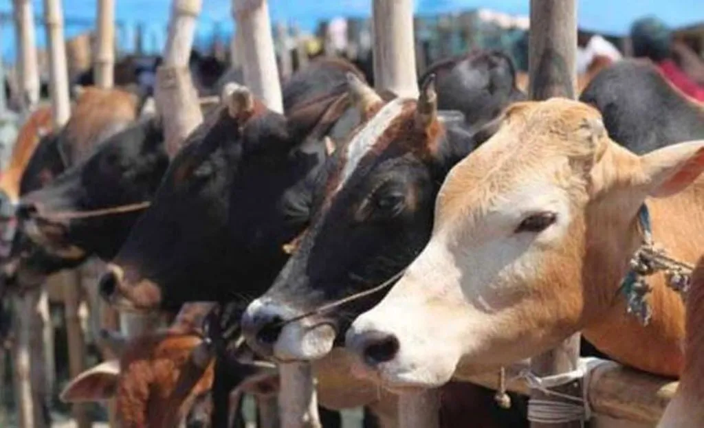 बरेली: बर्बाद हो रहीं फसलों से किसानों को मिलेगी राहत, गोशालाओं में पांच हजार और भेजे जाएंगे गोवंशीय पशु 