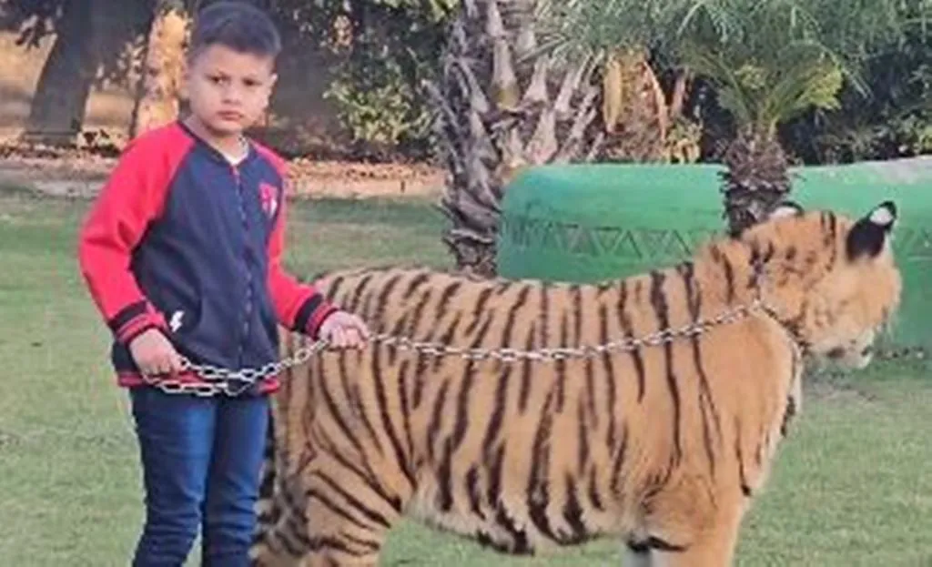 VIRAL VIDEO: बाघ के गले में चेन बांधकर घुमा रहा था बच्चा, कुछ देर में टाइगर को आया गुस्सा, आगे हुआ कुछ ऐसा... 