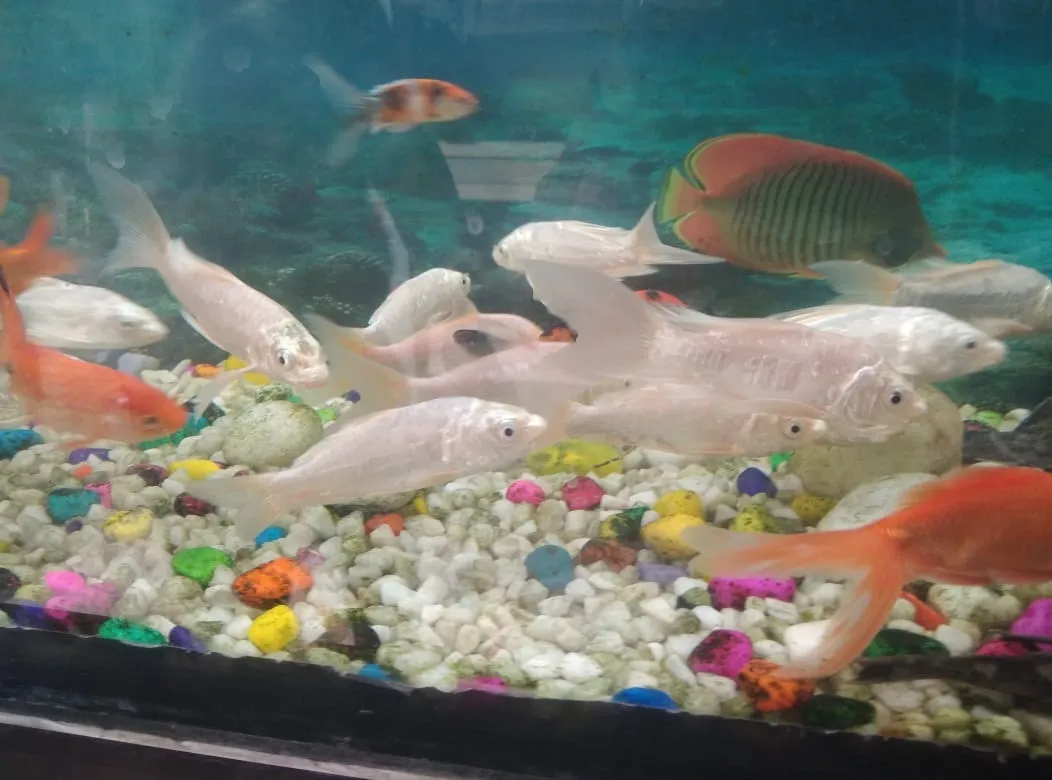 सजावटी मछली1