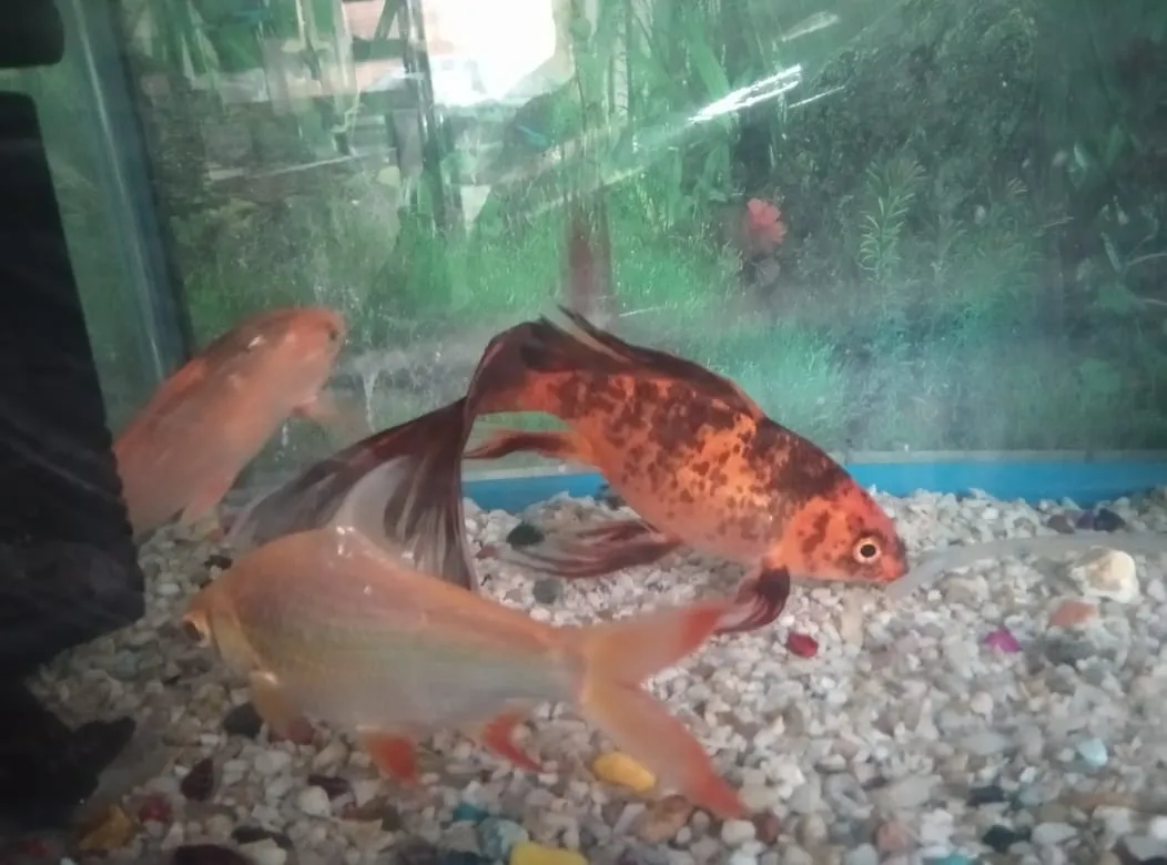 सजावटी मछली2