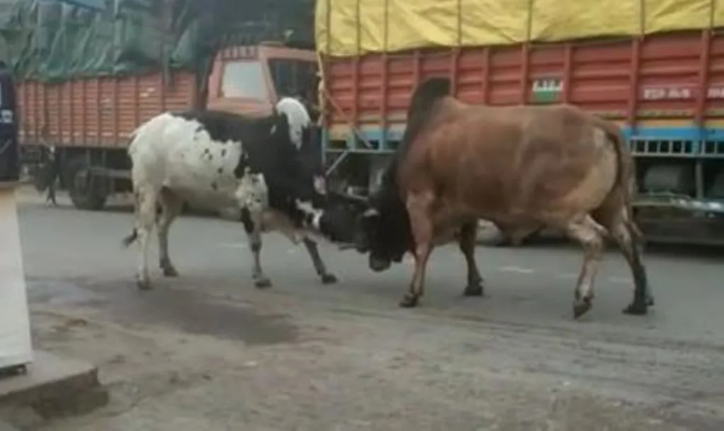 बरेली: मुश्किल में अफसर... लेकिन सांड हैं कि मानते नहीं