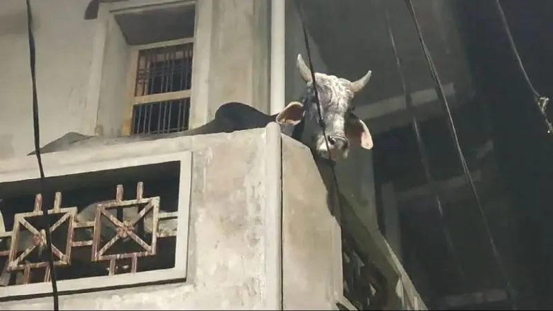 UP: पूर्व पालिकाध्यक्ष के मकान की पहली मंजिल पर चढ़ा सांड… उतारने के लिए लोग करते रहे प्रयास, देखें- VIDEO