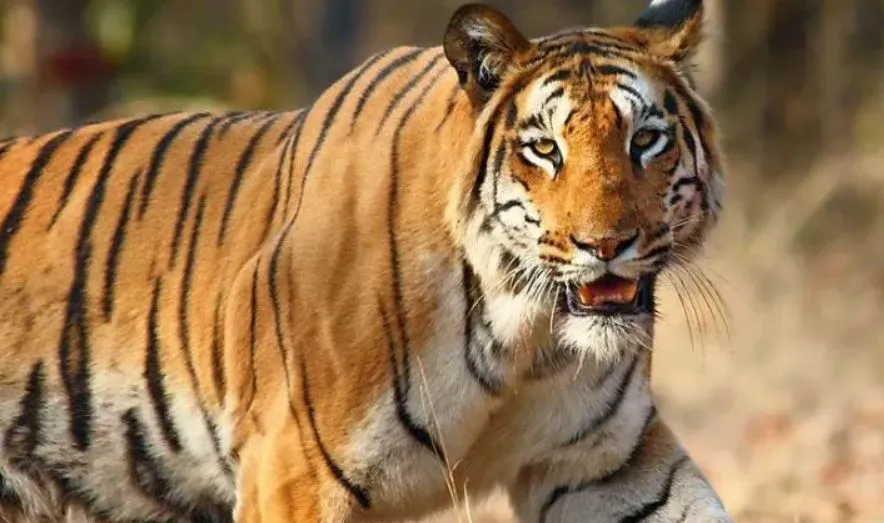 पीलीभीत: बाघ ने ली एक और जान, खेत पर काम कर रहे किसान को बनाया निवाला... अधखाया शव मिला