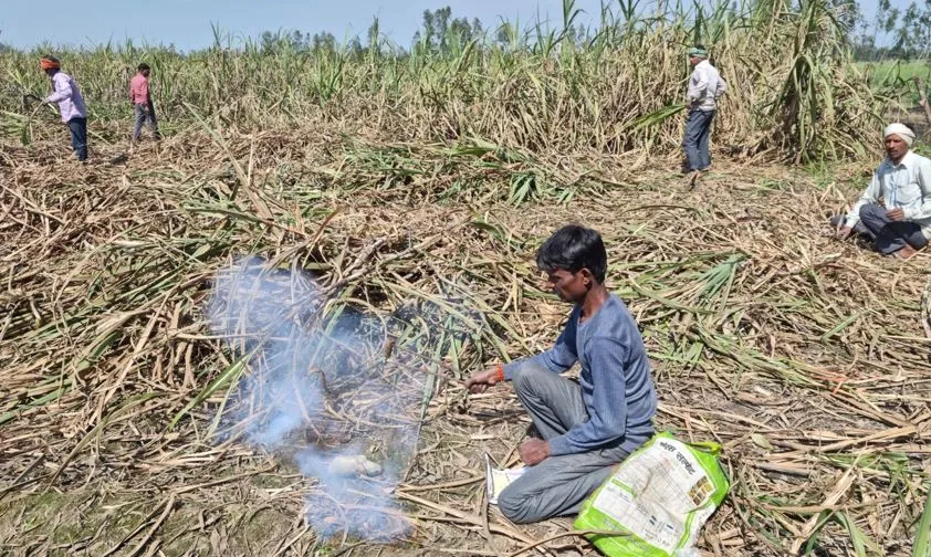 पीलीभीत: बाघ की दहशत...पटाखे दागकर खेतों में काम करने को मजबूर किसान, अभी भी नहीं सुधरे पंडरी के हालात