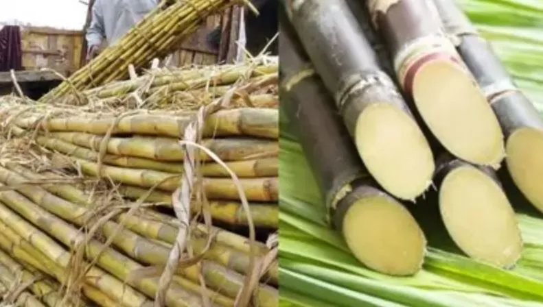 Budaun News: गन्ना माफियाओं पर विभाग ने कसा शिकंजा, बढ़ी चौकसी