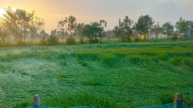 मौसम ने बढ़ाई अन्नदाताओं की मुश्किलें, गोंडा में बारिश और हवा से गेंहू-सरसों की फसल गिरी 